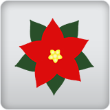 poinsettia