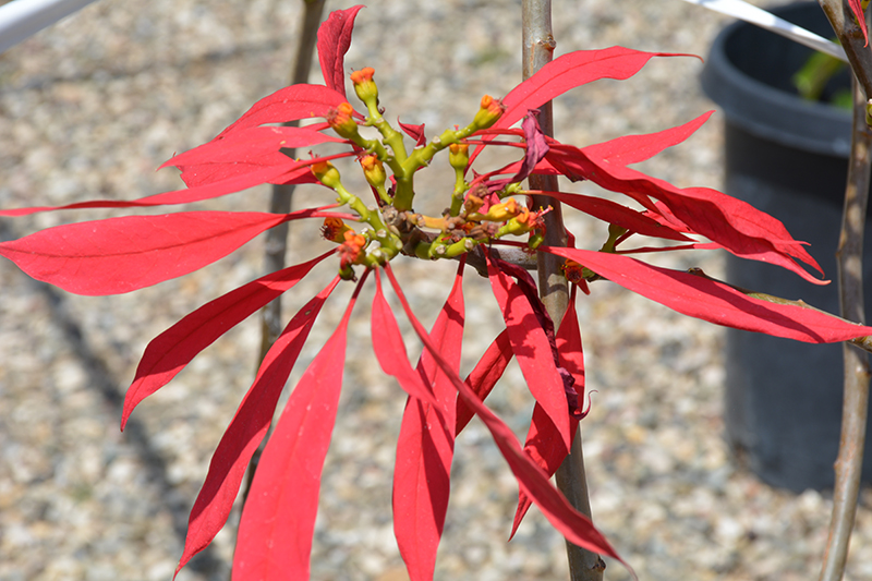 Click to view a full-size photo of St. Louis Red Garden Poinsettia (Euphorbia pulcherrima 'St. Louis Red') at Tagawa Greenhouse St. Louis Red Garden Poinsettia (Euphorbia pulcherrima 'St. Louis Red') at Tagawa Greenhouse