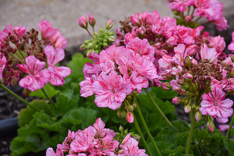 Click to view a full-size photo of Big Ezee Pink Geranium (Pelargonium 'Big Ezee Pink') at Tagawa Greenhouse Big Ezee Pink Geranium (Pelargonium 'Big Ezee Pink') at Tagawa Greenhouse