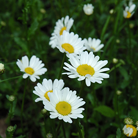 Plant Photo 10