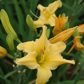Plant Photo 10