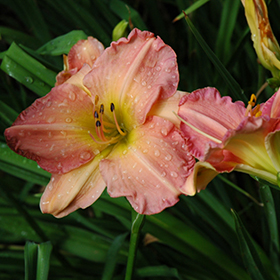Plant Photo 9