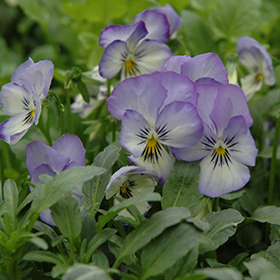 Plant Photo 7