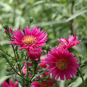 Plant Photo 9