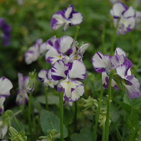 Plant Photo 8