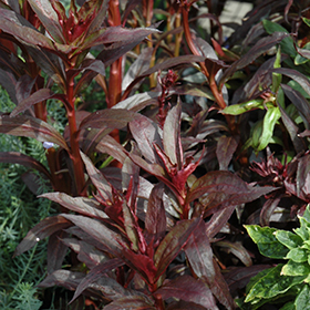 Plant Photo 4