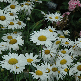 Plant Photo 8