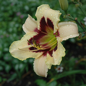 Plant Photo 6