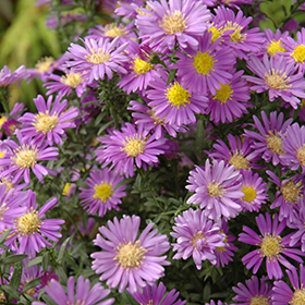 Plant Photo 5