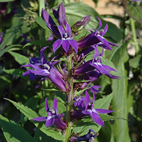 Plant Photo 1
