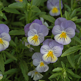 Plant Photo 9