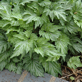 Plant Photo 9