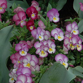 Plant Photo 10