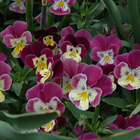 Plant Photo 8