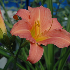 Plant Photo 9