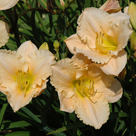 Plant Photo 6