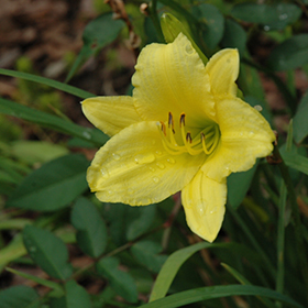 Plant Photo 7