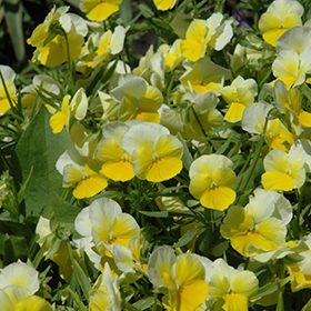 Plant Photo 8