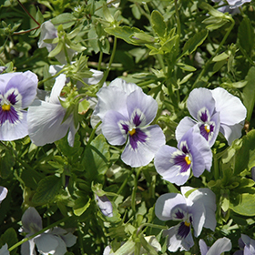 Plant Photo 7