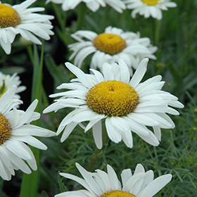 Plant Photo 7