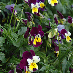 Plant Photo 3