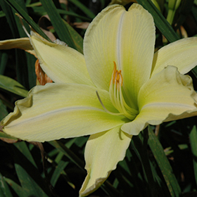 Plant Photo 10