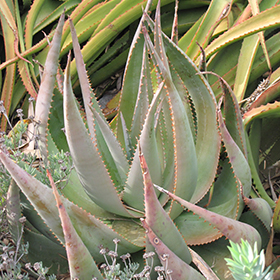 Plant Photo 7