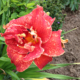 Plant Photo 8