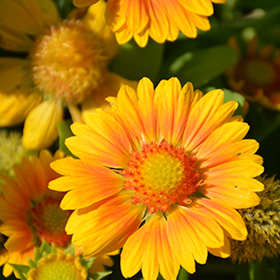 Plant Photo 1