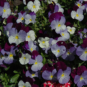 Plant Photo 4