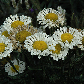Plant Photo 5