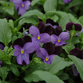 Plant Photo 3