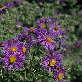 Plant Photo 7