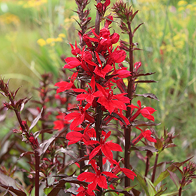 Plant Photo 9