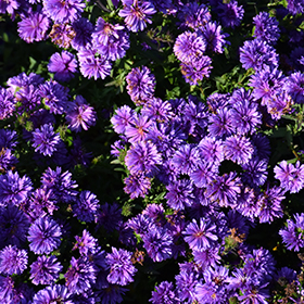Plant Photo 8