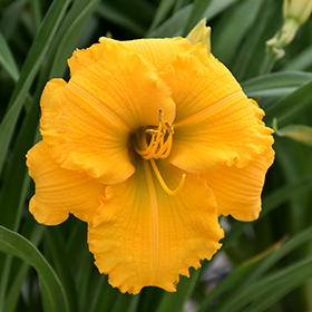 Plant Photo 8