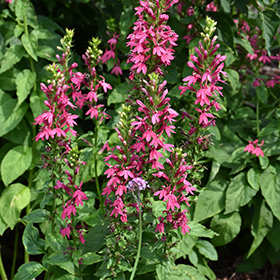 Plant Photo 2