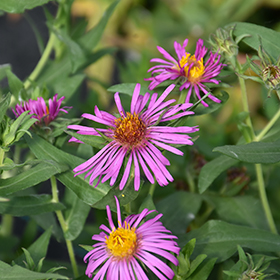 Plant Photo 2