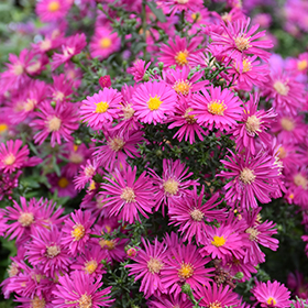Plant Photo 6