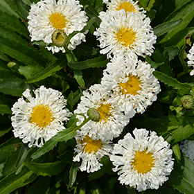 Plant Photo 6