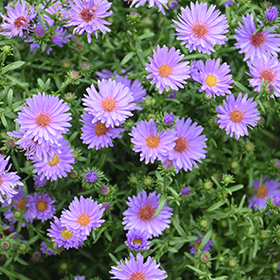Plant Photo 4