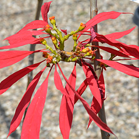 Plant Photo 8