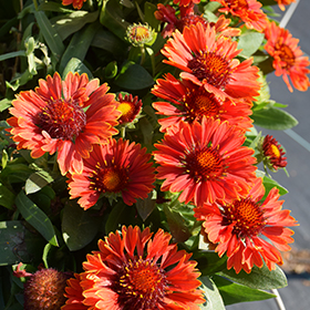 Plant Photo 7